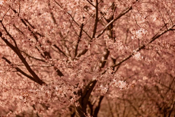 Bulanık doğa arka planında kiraz çiçekleri. Bahar çiçekleri. Bokeh 'in bahar pembe arka planı. Çiçek açan ağaç ve güneş ışığıyla güzel bir doğa sahnesi. Bulanık arkaplan.