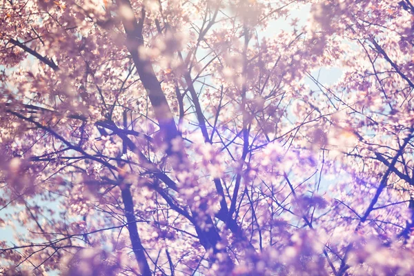 Bulanık doğa arka planında kiraz çiçekleri. Bahar çiçekleri. Bokeh 'in bahar pembe arka planı. Çiçek açan ağaç ve güneş ışığıyla güzel bir doğa sahnesi. Bulanık arkaplan.