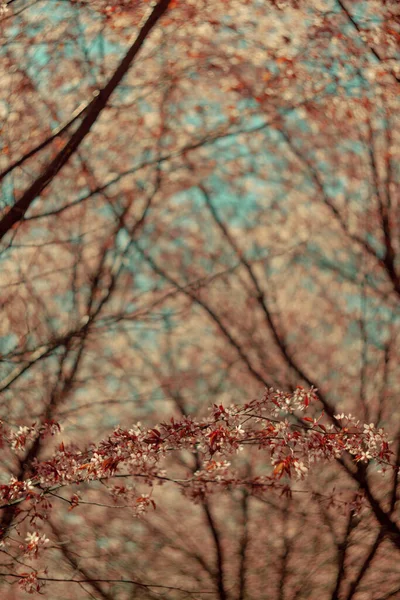 Bulanık doğa arka planında kiraz çiçekleri. Bahar çiçekleri. Bokeh 'in bahar pembe arka planı. Çiçek açan ağaç ve güneş ışığıyla güzel bir doğa sahnesi. Bulanık arkaplan.
