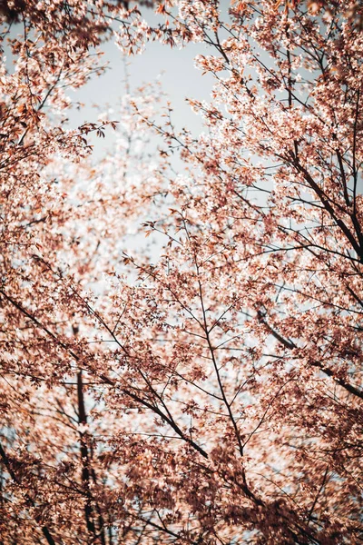 Bulanık doğa arka planında kiraz çiçekleri. Bahar çiçekleri. Bokeh 'in bahar pembe arka planı. Çiçek açan ağaç ve güneş ışığıyla güzel bir doğa sahnesi. Bulanık arkaplan.