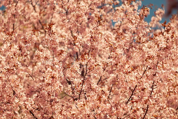 Bulanık doğa arka planında kiraz çiçekleri. Bahar çiçekleri. Bokeh 'in bahar pembe arka planı. Çiçek açan ağaç ve güneş ışığıyla güzel bir doğa sahnesi. Bulanık arkaplan.