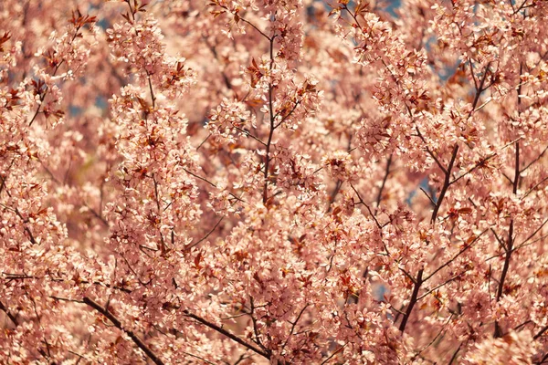 Bulanık doğa arka planında kiraz çiçekleri. Bahar çiçekleri. Bokeh 'in bahar pembe arka planı. Çiçek açan ağaç ve güneş ışığıyla güzel bir doğa sahnesi. Bulanık arkaplan.