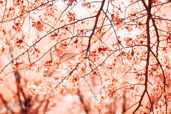 Bulanık doğa arka planında kiraz çiçekleri. Bahar çiçekleri. Bokeh 'in bahar pembe arka planı. Çiçek açan ağaç ve güneş ışığıyla güzel bir doğa sahnesi. Bulanık arkaplan.