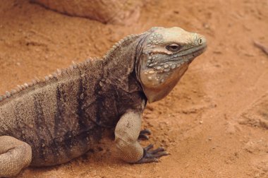 Küba rock iguana Hayvanat Bahçesi