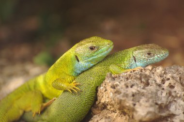 iki Avrupa yeşil kertenkele