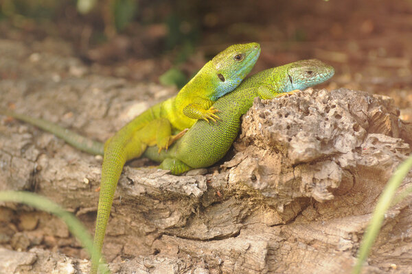 two European green lizards