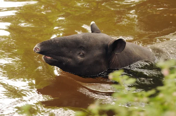 Malaiischer Tapir im Fluss — Stockfoto