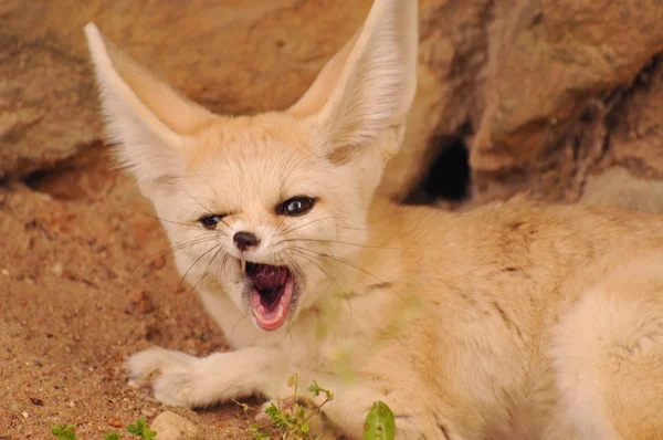 Roztomilé malé fennec fox — Stock fotografie