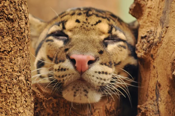 Dormir bonito leopardo nublado — Fotografia de Stock