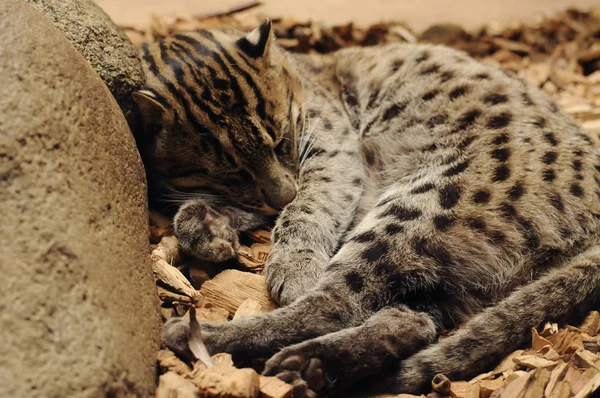 熟睡中斑点的钓鱼的猫 — 图库照片