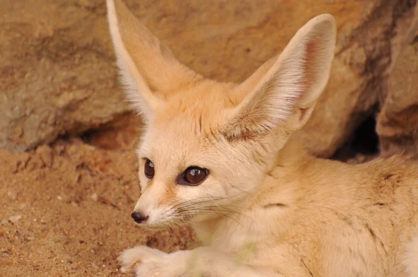 Pequeño lindo fennec zorro —  Fotos de Stock