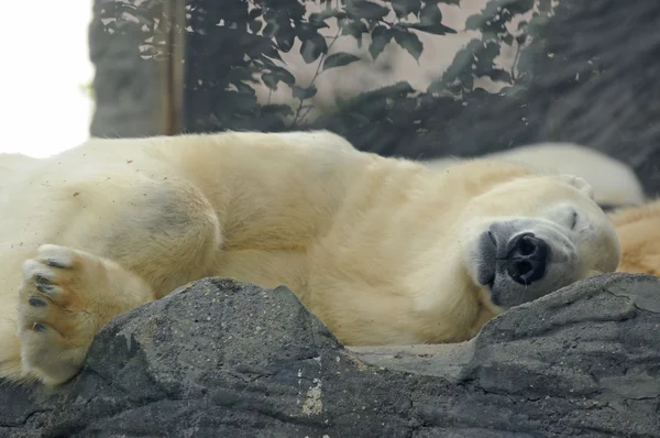 Schlafender weißer Eisbär — Stockfoto