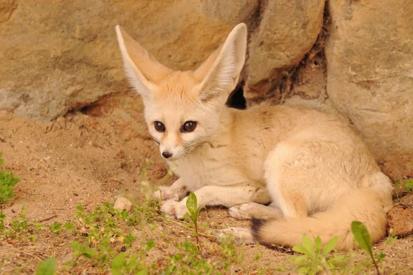 Sevimli küçük rezene tilki