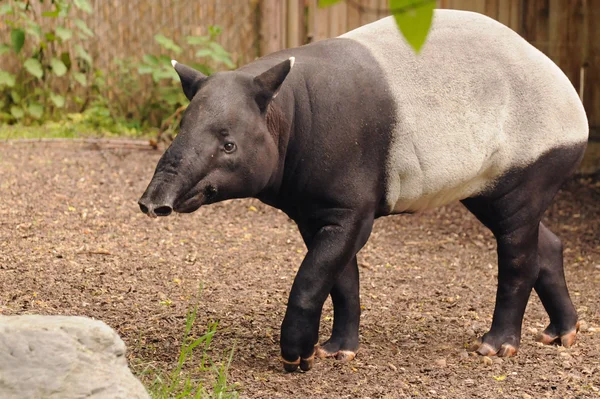 Tapir malayo blanco y negro — Foto de Stock