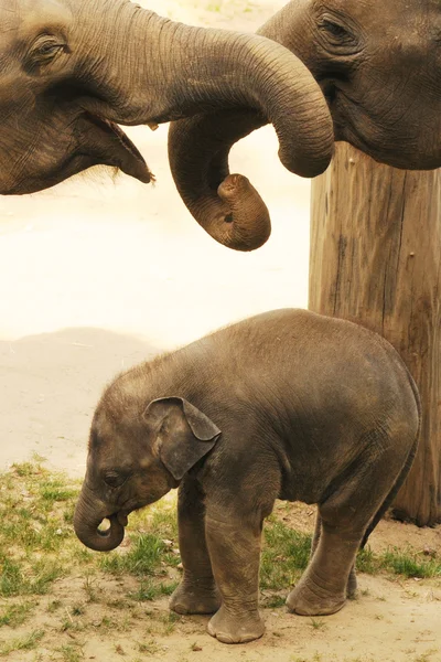 Kleine schattige Aziatische olifant — Stockfoto