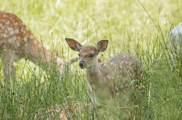 Young cute fallow deer — Stock Photo, Image