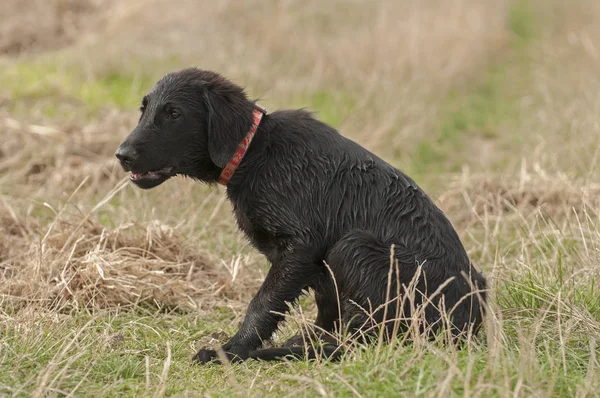 Küçük sevimli siyah köpek yavrusu