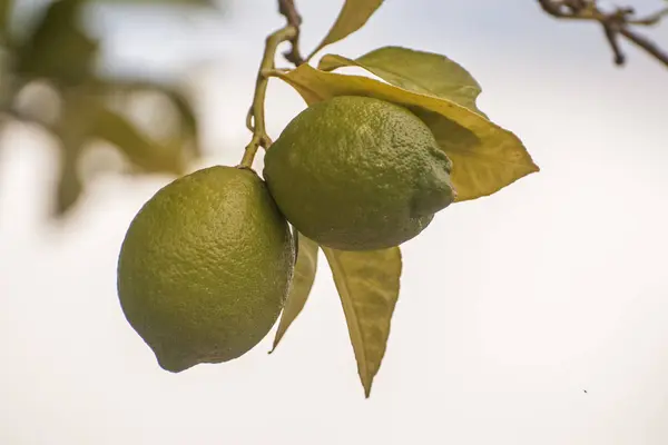 Lemon tree in Greece — Stock Photo, Image