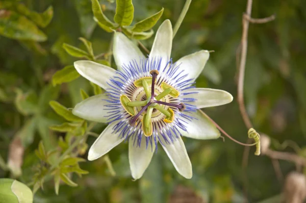 Blue passionflower in Greece — Stock Photo, Image