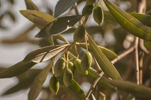 Olive tree in Greece — Stock Photo, Image