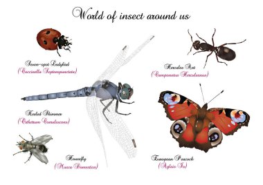 Böcek çevremizdeki dünya