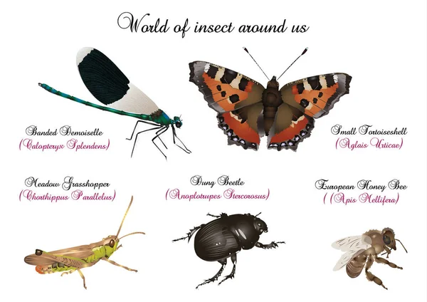 Dunia serangga di sekitar kita — Stok Foto