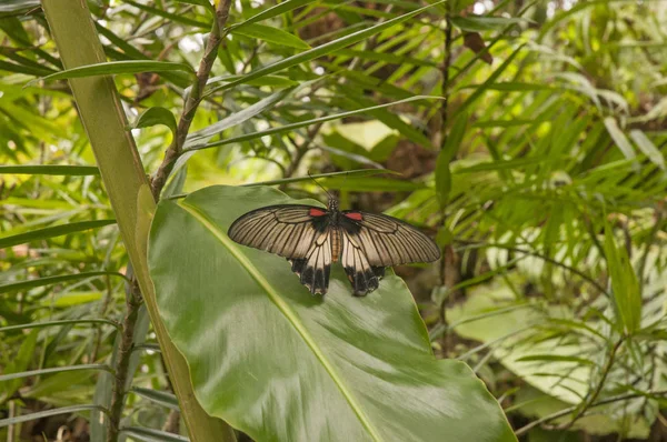 Prachtige tropische vlinder — Stockfoto