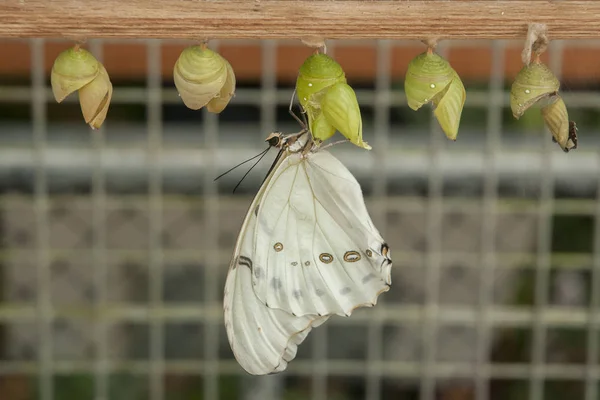 Prachtige tropische vlinder — Stockfoto