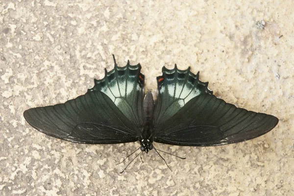 Красива Тропічна метелик — стокове фото
