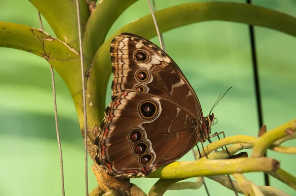 Beutiful tropische vlinder — Stockfoto