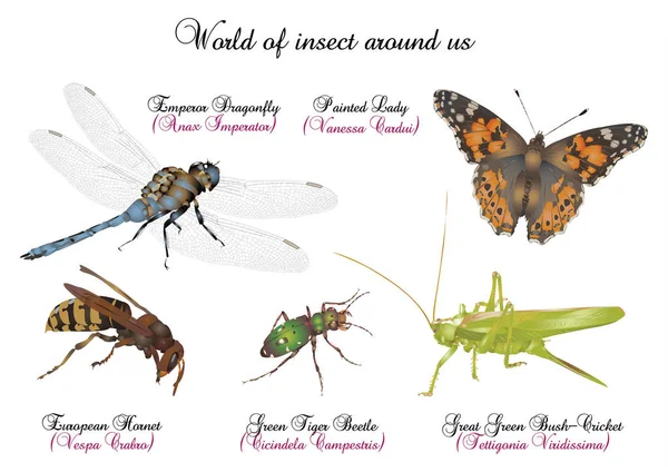 Mundo de insetos ao nosso redor — Fotografia de Stock