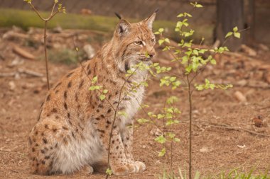 ormanda bayağı vaşak