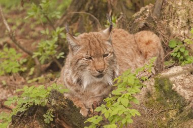 ormanda bayağı vaşak