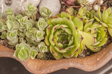 Houseleeks ayrıntı görüntüdür