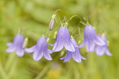 Bellflower detayını bir görüntüsüdür