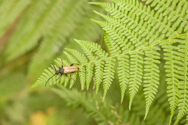 Image of Red-brown Longhorn Beetle — Stock Photo, Image