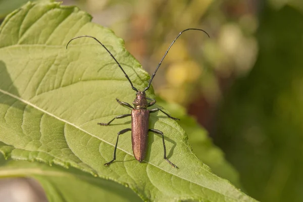 Obraz z beetle piżmo — Zdjęcie stockowe