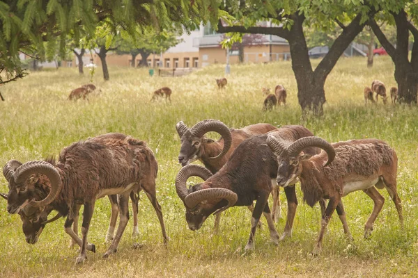 Immagine Muflone Nel Parco — Foto Stock