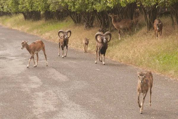 Imagem Mouflon Parque — Fotografia de Stock