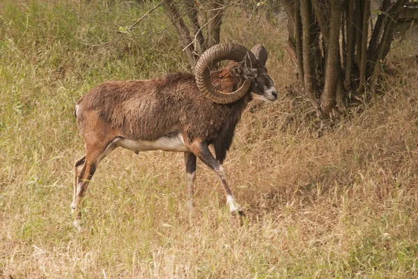 Imagen Del Muflón Parque — Foto de Stock