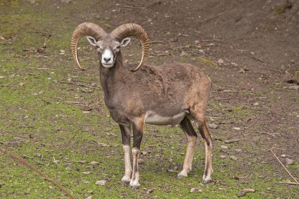 公園で Mouflon のイメージ — ストック写真