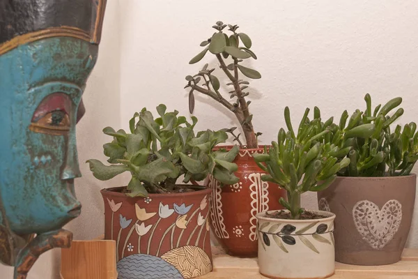 Image Succulent Decoration Corner — Stock Photo, Image