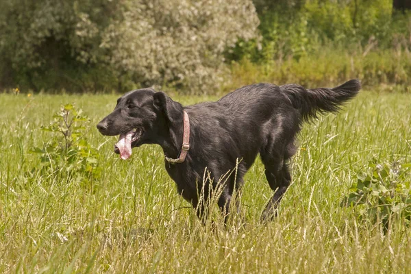 Kép Kutyafajta Simaszőrű Retriever — Stock Fotó