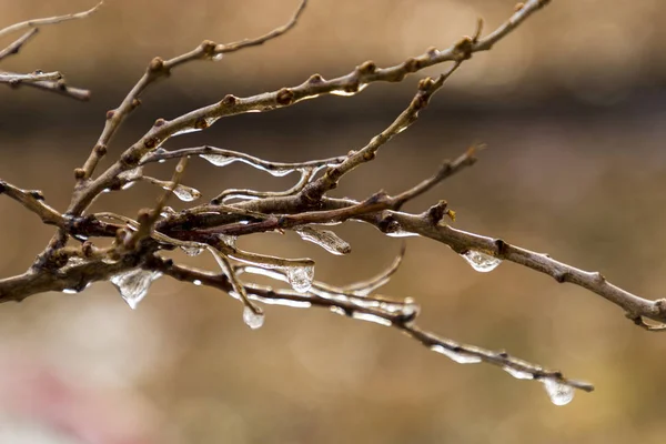 Frozen drops on the branches of poplar — Stock Photo, Image