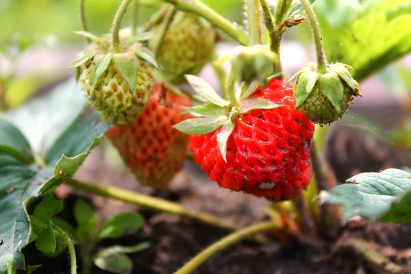 Organic strawberry fields, red, green strawberry berries grow. Macro, closeup. Spring season. Strawberry half. Summer season.