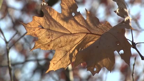 Осенний лист на дереве качается на ветру — стоковое видео