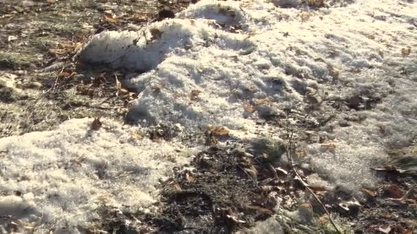 Dia ensolarado neve derrete na primavera — Vídeo de Stock