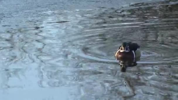Canard mandarin Aix galericulata Canard des bois Aix sponsa 