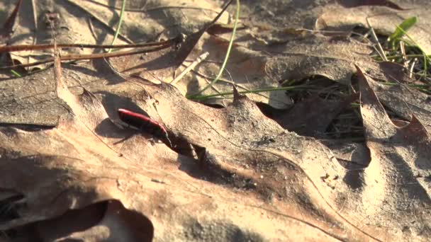 Insekter går runt fållen på våren — Stockvideo