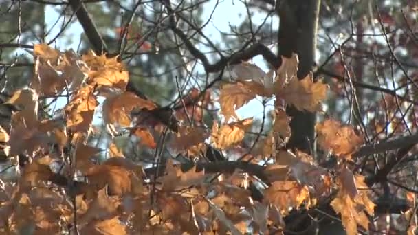 Hoja de otoño en un árbol se balancea en el viento — Vídeos de Stock